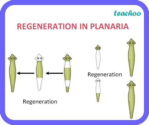 regeneration meaning.